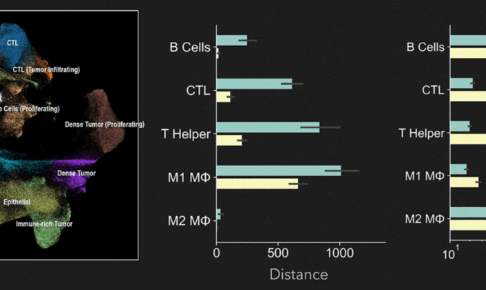 腫瘍微小環境における複数の細胞集団（B細胞、CTL、Tヘルパー、M1/M2マクロファージなど）の空間分布と、距離および密度の比較解析を示す可視化図