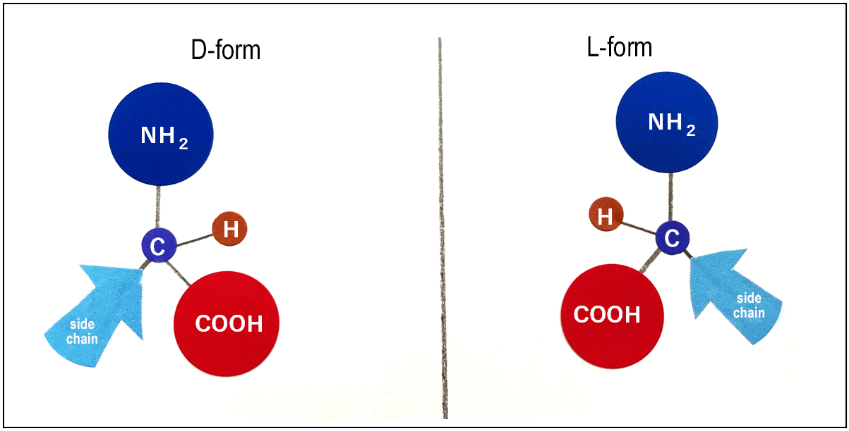 Optical isomers of amino acids: L-form and D-form