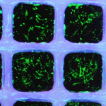 PCL格子構造内に封入されたMSCを示す蛍光画像。生細胞（緑）がGelMA内部に均一に分布し、細胞が伸展している様子が確認できる。