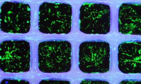 PCL格子構造内に封入されたMSCを示す蛍光画像。生細胞（緑）がGelMA内部に均一に分布し、細胞が伸展している様子が確認できる。