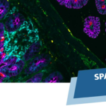 多色の免疫蛍光染色により可視化された組織構造の顕微鏡イメージと、「SPATIAL INSIGHTS LIVE SERIES」の文字を配置したウェビナー告知用ビジュアル。