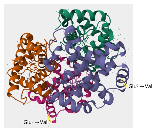 ヘモグロビン分子の構造(PDB ID: 1A00)