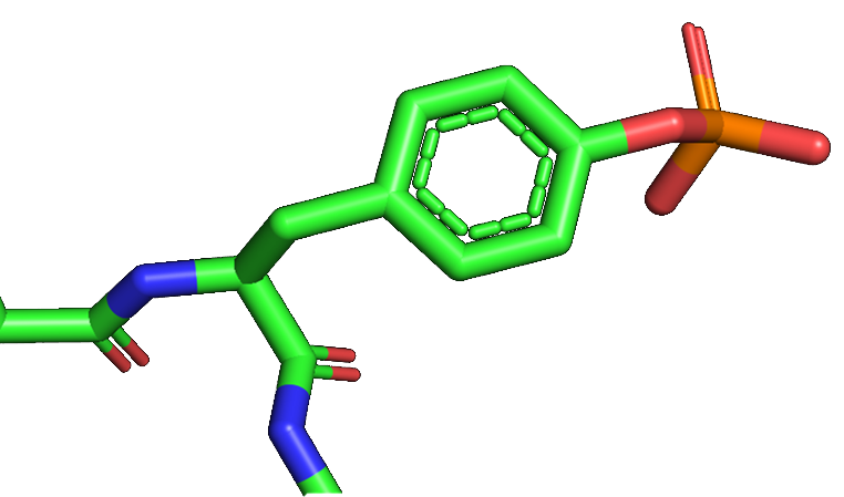 Phosphorylated tyrosine residue