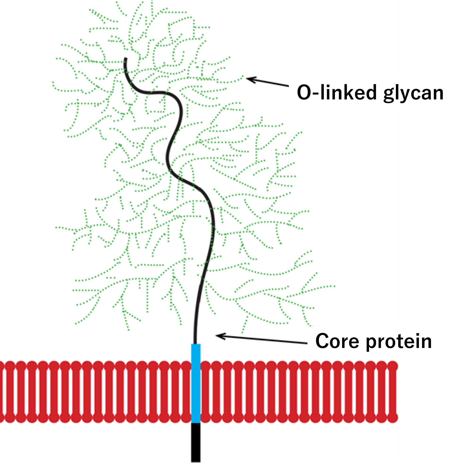 Schematic structure of membrane-bound mucin and its O-linked glycans